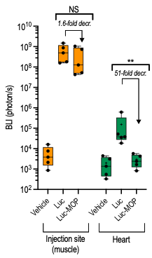 MOP Platform as a Safety Solution for mRNA Vaccines: Addressing the need to avoid myocarditis and pericarditis