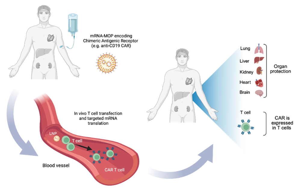 MOP Platform for T Cell Targeting for Autoimmune and Cancer Applications through CAR-T Therapy